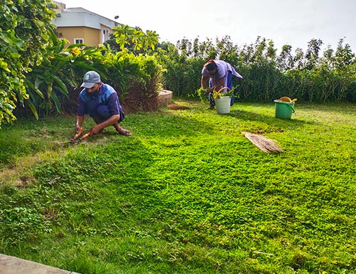 Garden Maintenance